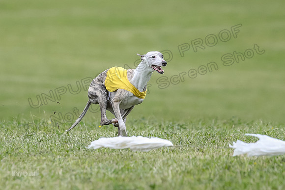Finals Open C4, Ripley Prim Synner-0755
