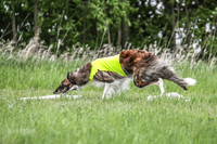 Borzoi