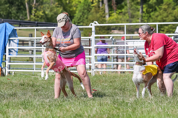 Prelim, Veteran 1, Dobby, Pepper-8768