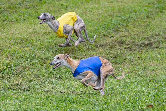 Prelims Open B1, Maverick Checkmate Sparky-3488