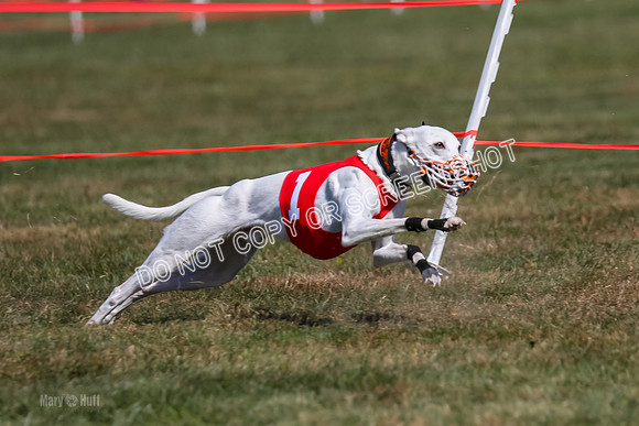 Prg 3, Race 8, Barley Grit Piranha Toodles-2129