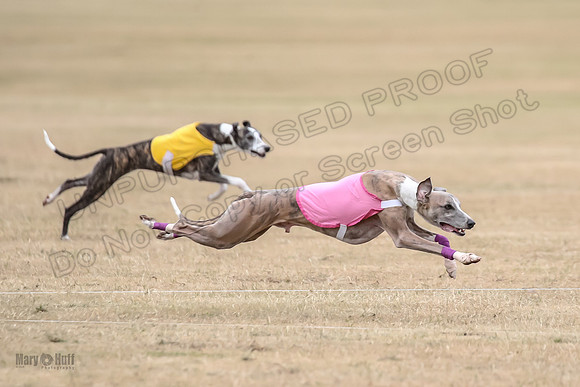 1Prelim Open 4 Kashi Rigel-3077
