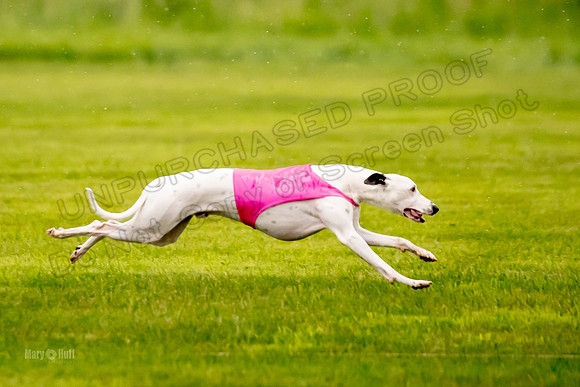 Prelims Fch-Vet 2, Flare Huxley-0362