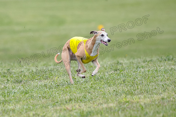 Finals Open C2, Tessa Squiggle Shimmy-0676
