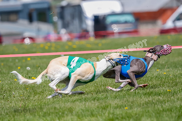 NOTRA Program 2, Race 9, Savvy Elia Chernobog Coyote-2-7