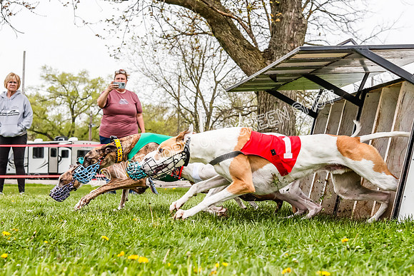 WRA, Prg 3, Race 2, Dash, Buzzsaw Elvis Mika Moonstruck-9128