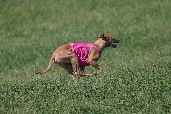 2 Finals Vet 1 Zayin Xena-8126