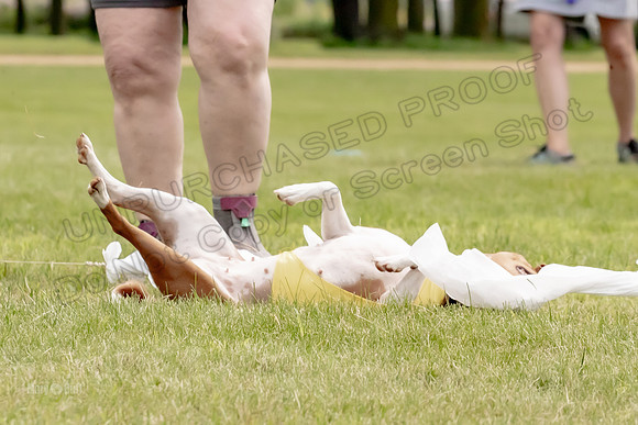 Finals Basenji-1376
