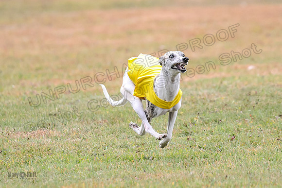 1 Prelims Open 1 AnnieOakley Fennec Zero-1219
