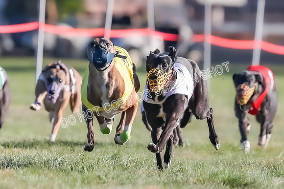 Prg 1, Race 14, Grim Zivah Beacon Cherry Pie Siggy Riggs-9213
