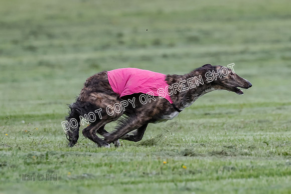 Prelim, Open, Rainbow Vera-8445