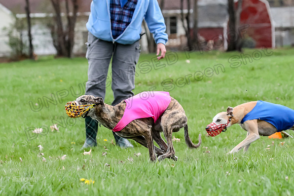Finals Whippet Open-4673