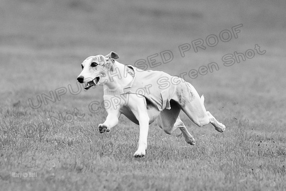 Prelims Misty-0636-2