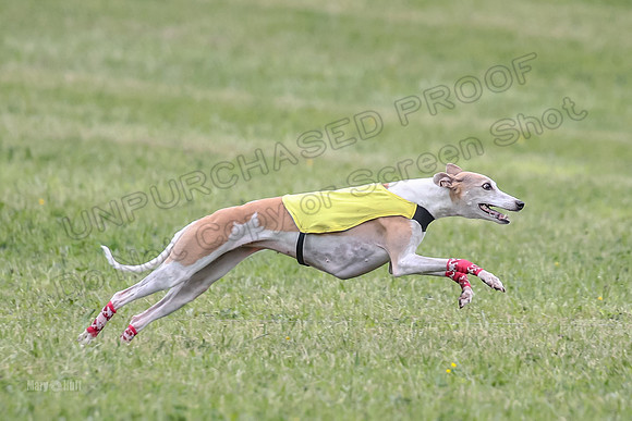 Prelim Veterans 1, Cheers Dora LittleBit-0090