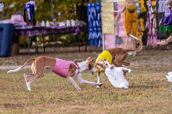Finals Vet Izzy Thea-3321