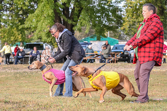 1 Prelims Vet Libby Xena-0384