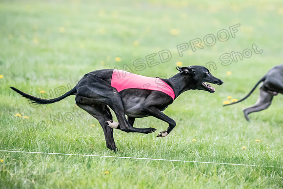 1 Prelim Open D1 Strummer Kitsune Salty-6479