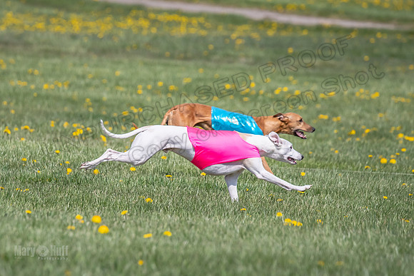 1Prelims Veterans 5 Rosie Smudge Smokey-1807