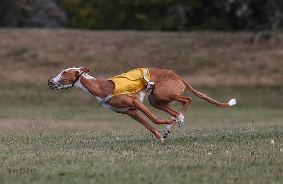 Finals Fch 2 Penny Willow-7955