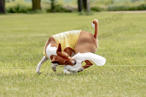 Finals Basenji-1365
