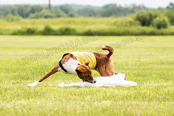 Finals Basenji-1423