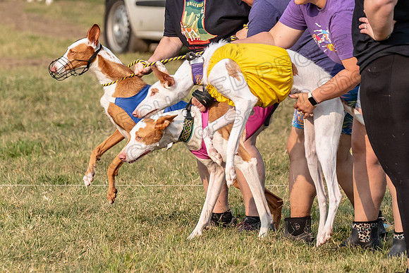 1prelims Fch 1prelim 1 Willow Fable Penny-3463