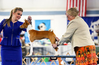 Sweeps Bred By Exhibitor Dog