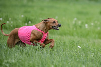 Rhodesian Ridgeback