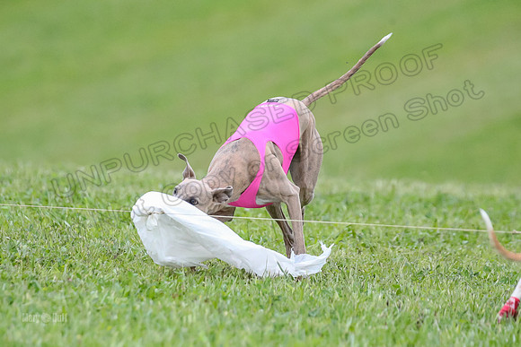 Prelim Open E2, Riddle Finely Scarlet-4917
