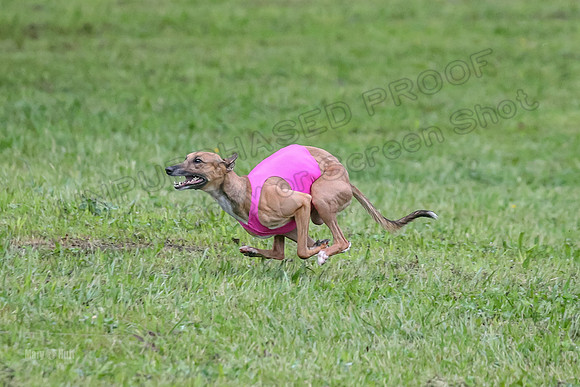 Prelim Open B4, Marlee Wrath Sonic-8474