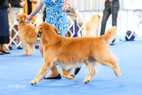 Best of Breed