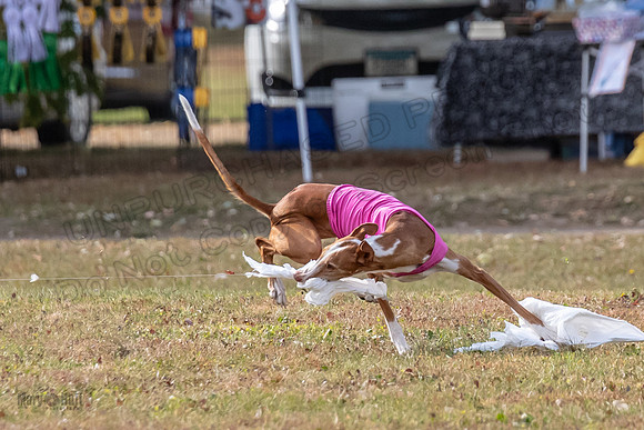 Finals Vet 2 Seren Dawn-3427