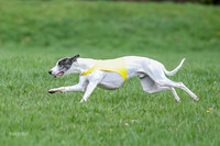 Prelims Whippet Specials-4474