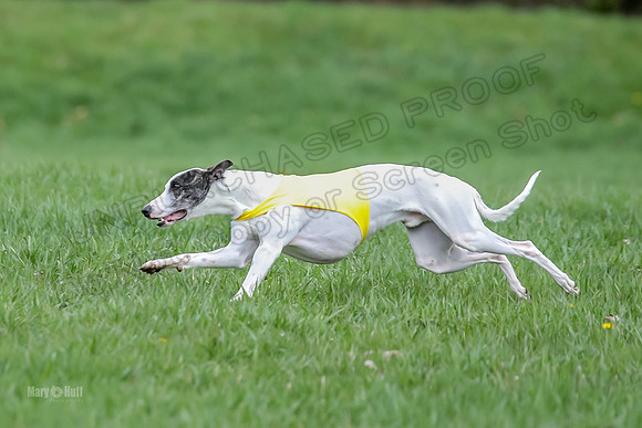 Prelims Whippet Specials-4474
