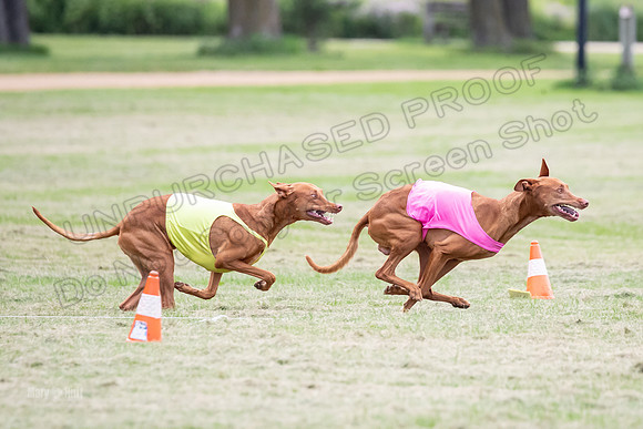 Prelims Pharaoh-7252