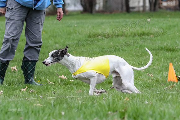 Finals Whippet Specials-4719