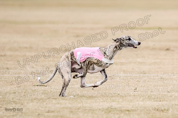 1Prelim Open 2 Shine Maverick Steel-2967