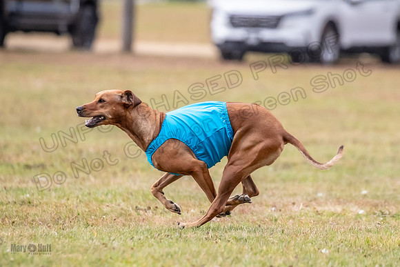 Finals Fch 1 Islay Opal Dakota-2417