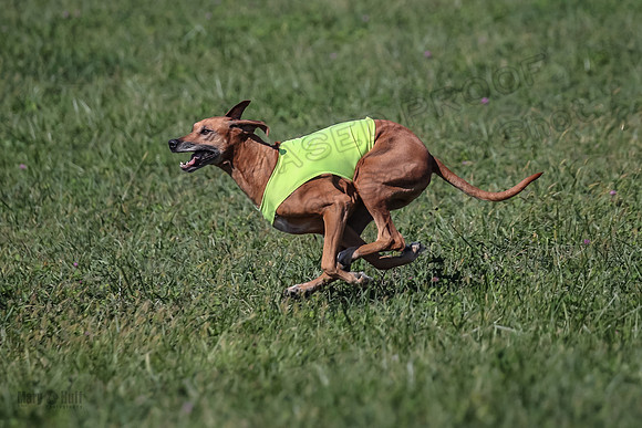 2 Finals Vet 1 Zayin Xena-8088