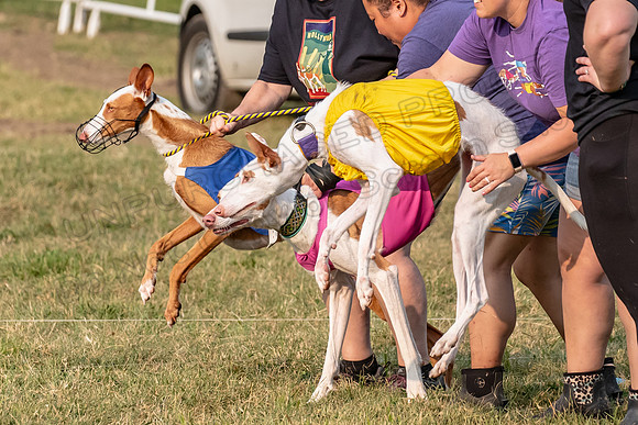 1prelims Fch 1prelim 1 Willow Fable Penny-3464