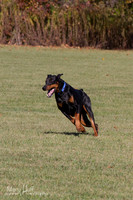 Doberman's