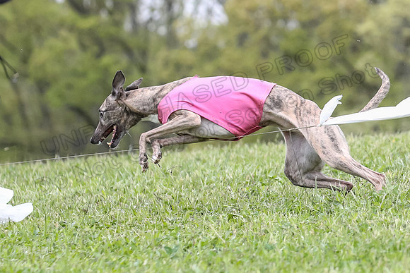 Finals Vets 3, Rosie Littlebit Justice-2363