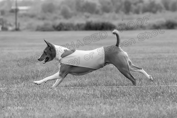 Finals Basenji-1363