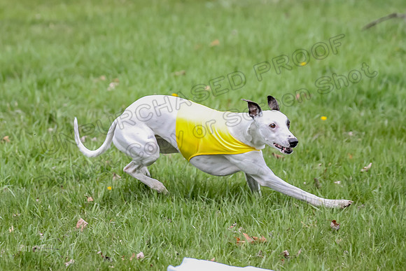 Prelims Whippet Specials-4482