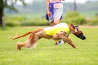 Finals Afghan Hound-1447