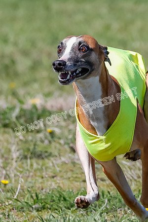 Prelim, Rocky Shimmy Zed-2417
