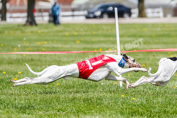 NOTRA Program 3, Race 3, Eddie Elvis Picanha Coyote-2-34