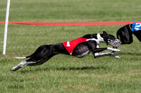 Pg 1, Race 7, Maybe, Tipa, Gossip, Coyote