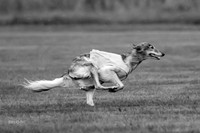 Prelim Open Silken-0393-2