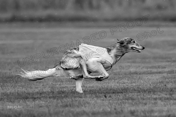 Prelim Open Silken-0393-2